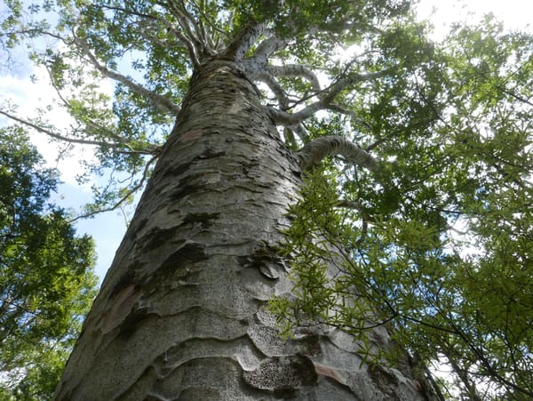 Apple Dam Campsite nach Kerikeri